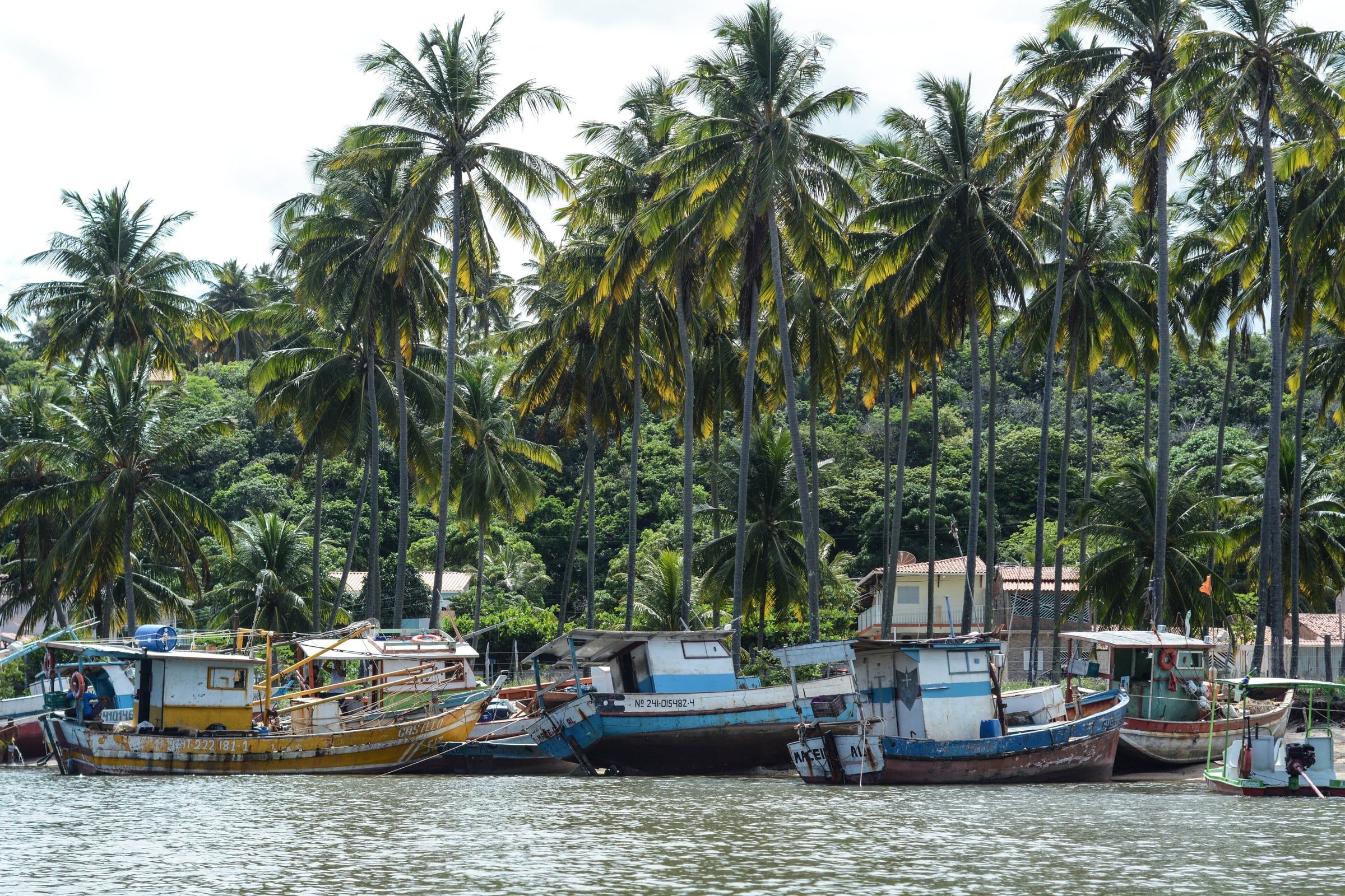 Barcos de pesca coloridos na margem de rio cercado por coqueiral, na região das Dunas de Marapé, litoral sul de Alagoas